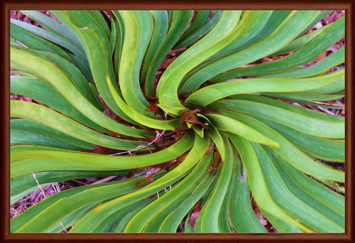 Oak Hill Digital Art